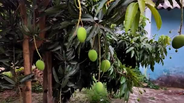 木の枝を持つ庭で成長しているマンゴー果実緑は庭で熟していないマンゴーを示しています — ストック動画
