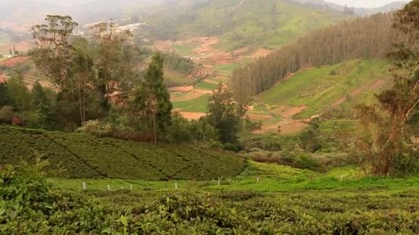 Tea Gardens Foothills Western Ghat Showing Tea Garden Mountain Foothills — Stock Video