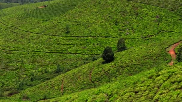 西側の小屋の麓にある茶畑には 山麓の茶畑が広がっています 緑の茶畑が並ぶ風景は圧巻です — ストック動画