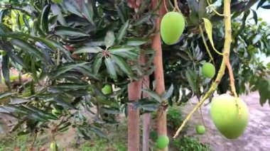 Bahçede yetişen mango yeşili ve ağaç dalı klipsi bahçede olgunlaşmamış mangoyu gösteriyor.