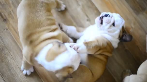 Inglés Bulldog puppies — Vídeo de stock