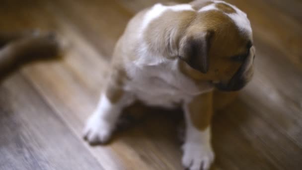 Engels bulldog pups — Stockvideo