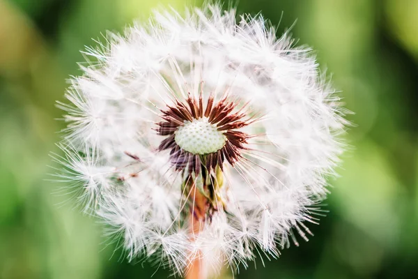 Diente de león primer plano con poca profundidad de campo — Foto de Stock