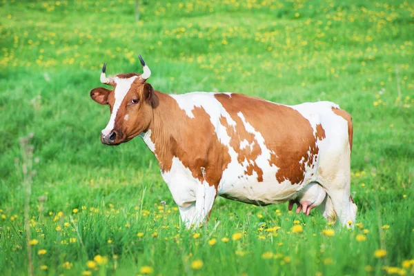 Ko betande på bete — Stockfoto