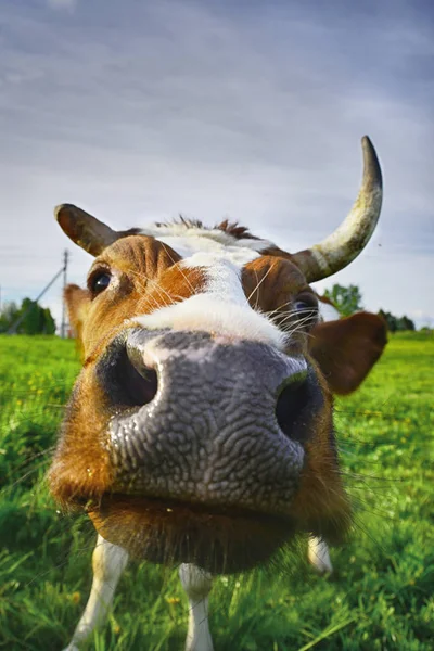 Cow munkorg närbild med kort skärpedjup — Stockfoto
