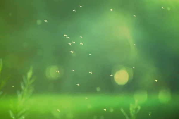 Böcekler alan sığ derinlikte havada uçmak