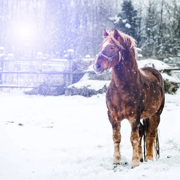 Há um cavalo em pé sobre a neve — Fotografia de Stock