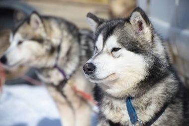 Köpek alan sığ derinliği ile