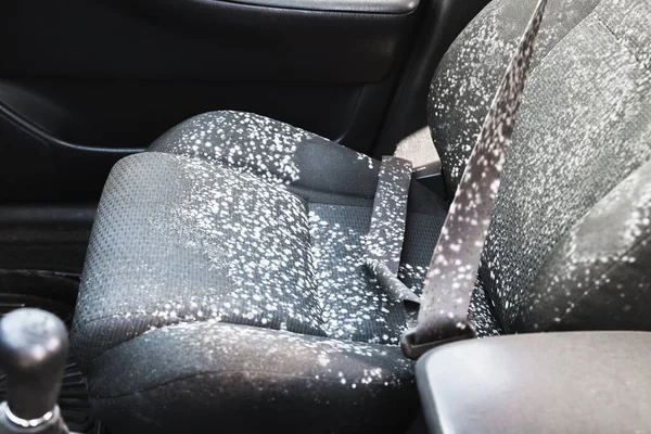 Mold fungus on a car seat — Stock Photo, Image