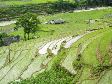 pirinç terasları, sapa, vietnam