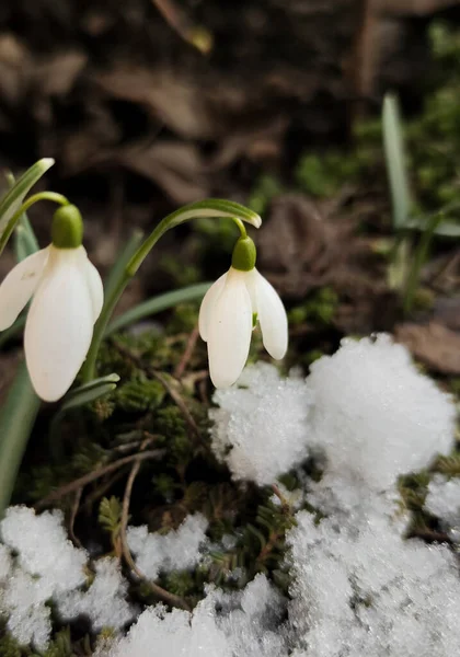 Piękny Snowdrop kwiat rośnie w śniegu w lesie wczesną wiosną. — Zdjęcie stockowe