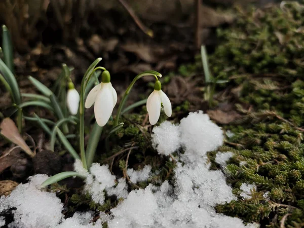 Piękny Snowdrop kwiat rośnie w śniegu w lesie wczesną wiosną. — Zdjęcie stockowe