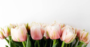 spring bouquet. a bouquet of tulips. a bouquet of pink and white tulips. pink flowers on a white background.