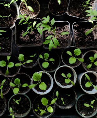 Dolmalık biber tohumları. Taze organik yeşil yaprak bir çömleğin içinde kara topraktan yetişir..