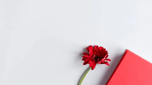 Плоский ліжко, вигляд зверху офісний письмовий стіл. жіноче робоче місце на столі з червоним блокнотом і червоною квіткою на сірому фоні . Ліцензійні Стокові Фото