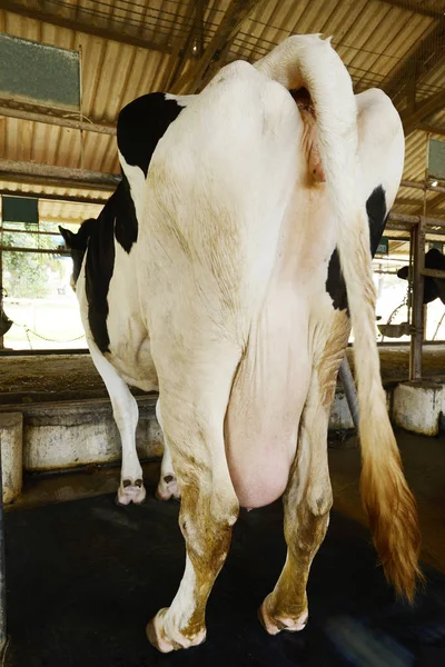 Vacca da latte posteriore — Foto Stock