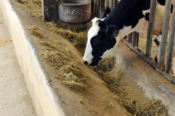 Alimenti per vacche da latte — Foto Stock