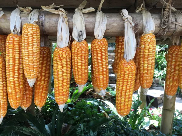 Visí suché kukuřice — Stock fotografie