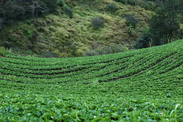 Curva di fragola scanalatura — Foto Stock