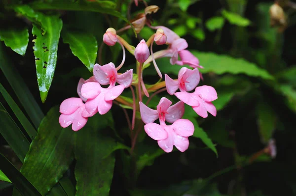 Habenaria — Stockfoto