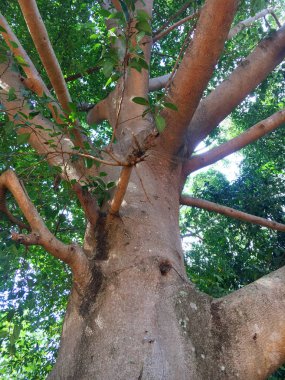 Büyük ağaç yayılıyor.