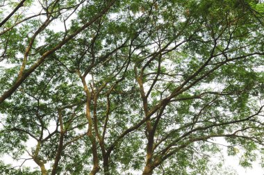 Yeşil ağaç dalları