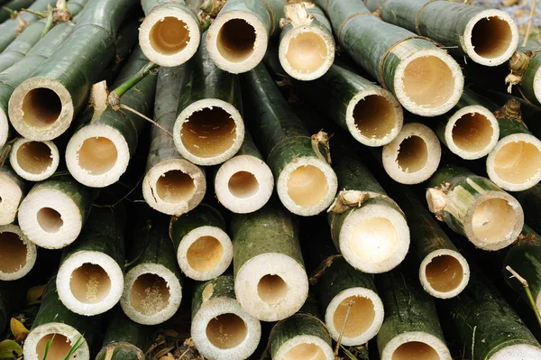 Bambu delikleri