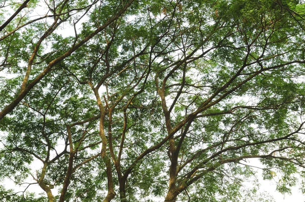 Yeşil ağaç dalları