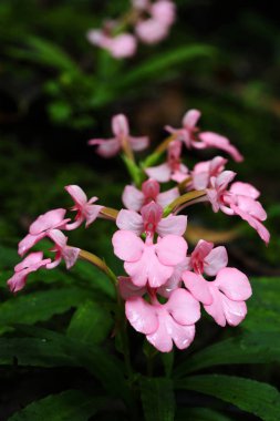 Pink Habenaria