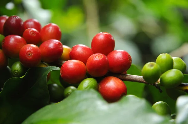 Coffee Tree Branches Filled Ripening Coffee Cherrie — Stock Photo, Image