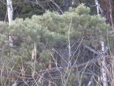 Sessiz bir sonbahar ormanında yemyeşil çam dalı