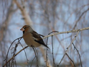 Güzel balmumu kanat bir huş ağacında oturur.