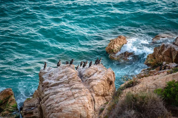 一群长着黄嘴的灰鸟栖息在被碧绿大海的波浪冲刷过的岩石上 免版税图库图片