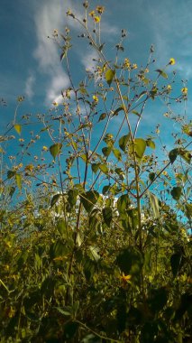 Primaver 'ın sarı çiçekleri