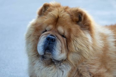 Perro de la raza chow chow