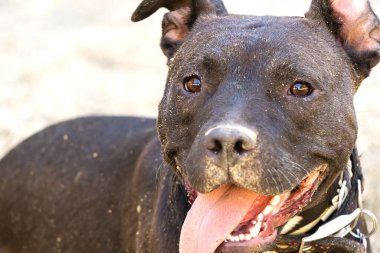 Açık havada gülümseyen siyah pitbull teriyerinin portresi