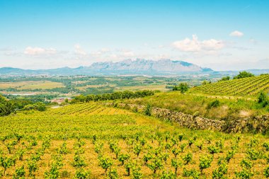 Montserrat Dağı yakınlarındaki üzüm bağı manzarası