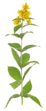 Çiçek açan bahçıvan, Lysimachia vulgaris beyaz arka planda izole edilmiş.