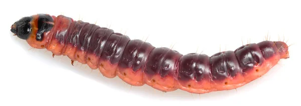 Traça Cabra Larva Cossus Cossus Isolada Fundo Branco — Fotografia de Stock