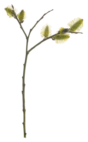 Blooming Pussy Willow Salix Twig Isolated White Background — Fotografia de Stock