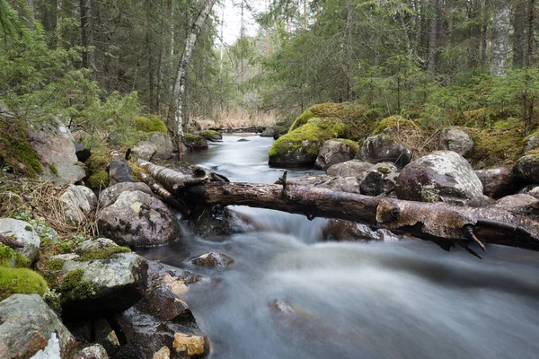 Río Natural Suecia Que Atraviesa Bosque Mixto — Foto de Stock