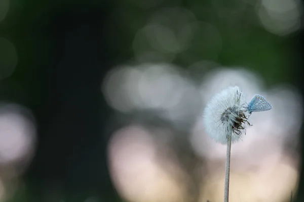 Ortak Mavi Polyommatus Icarus Şişirilmiş Karahindiba Üzerinde Dinleniyor Arka Planda — Stok fotoğraf