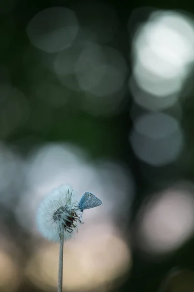 Common Blue Polyommatus Icarus Resting Overblown Dandelion Reflections Background — Stock Photo, Image