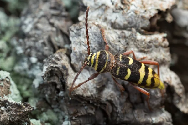 Escarabajo Cuerno Largo Plagionotus Detritus Sobre Madera Roble —  Fotos de Stock