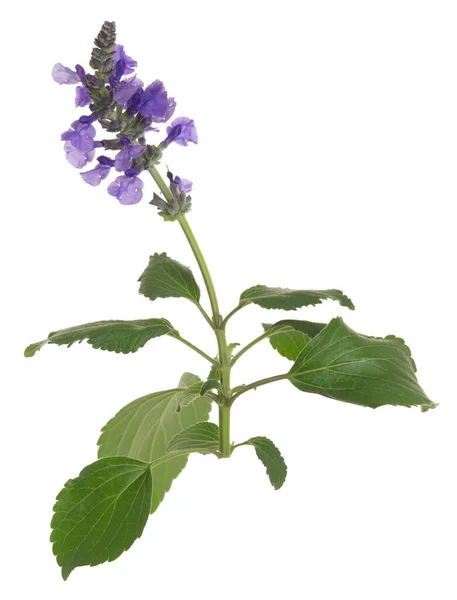 stock image Blooming mealy cup sage, Salvia farinacea isolated on white background