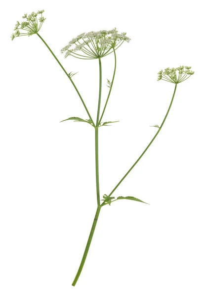 Bloeiende Grondvlier Aegopodium Podagraria Geïsoleerd Witte Achtergrond — Stockfoto