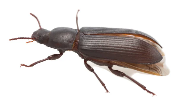 Escarabajo Harinero Tenebrio Molitor Aislado Sobre Fondo Blanco — Foto de Stock