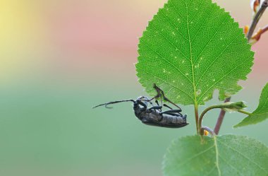 Ağaç yaprağında erkek Oxymirus imleci