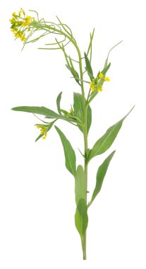 Pekmezli Hardal, Erysimum cheiranthoides beyaz arkaplanda izole