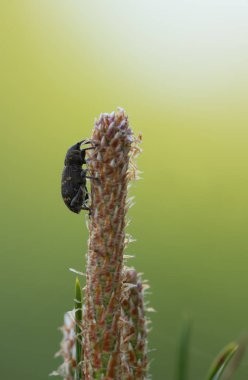 Büyük çam bitkisi, çam bitkisiyle beslenen hylobius abietis.
